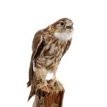 A Merlin, mounted on a log, under glass dome with ebonised base, 33cm high overall.