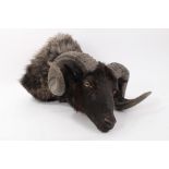 An American Black Hill Ram,