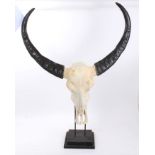 Water Buffalo skull and horns mounted on a square stand,