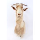 A Hill Goat,