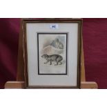 Early nineteenth century German School pencil and watercolour sketch - Abyssinian Rock Hyrax,