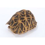 An early twentieth century Star Tortoise shell,