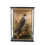 An Edwardian Peregrine Falcon in naturalistic setting mounted in a glazed case,