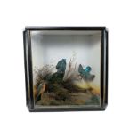 Three Victorian Kingfishers in naturalistic setting mounted in a shaped glazed case,