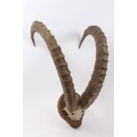 Pair of early twentieth century Roan Antelope Horns on a shield for wall mounting,