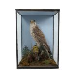A late Victorian / Edwardian Peregrine Falcon in naturalistic setting mounted in a glazed case,
