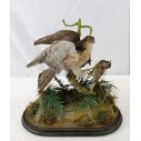 Antique Taxidermy: Group of Sparrowhawk with its kill, on naturalistic base, under glass dome,