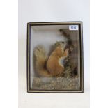Taxidermy: Red Squirrel - in naturalistic setting,