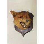 Fox mask mounted on oak shield