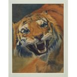 James Robert Granville Exley (1878-1967) watercolour - Head of a growling tiger, signed and dated