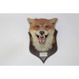 Fox mask mounted on wooden shield with plaque - Clifton on Teme Hounds Boxing Day 1957. L.J.B