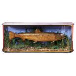 Large preserved salmon in glazed bow front case