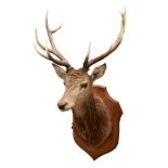 Impressive Stag head and neck mounted on oak shield