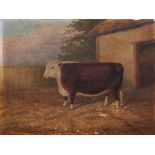 Albert Clark (act.1821-1910) oil on canvas - A Hereford Bull, signed and dated 1901, unframed, 31cm