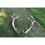 Impressive pair of 10-point antlers