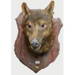 Wolf head mounted on oak shield