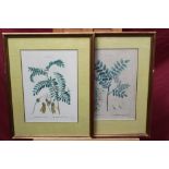 Group of three early 19th century hand coloured engravings after Redoute and Bessa - botanical
