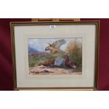 J. A. Grant Edwardian watercolour and gouache - a hen harrier attacking grouse in Highland...