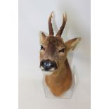 Islay Roebuck head and neck mount for wall mounting