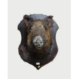 Wild boar head mounted on painted wooden shield