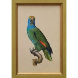 S. Shakir, Pakistan school, four fine quality watercolours and gouache - Parrots, signed, in glazed