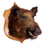 Wild Boar head mounted on oak shield