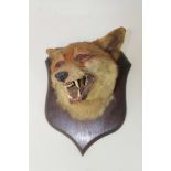 Fox mask mounted on oak shield