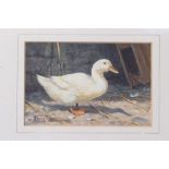 *Donna Crawshaw (b.1960) pair of oils on canvas board - a duck and a cockerel, signed, in glazed