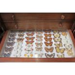 Collection of butterflies in cabinet and various others