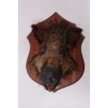 Taxidermy- Boars head, mounted on shield