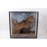 Victorian preserved Fox in a glazed case