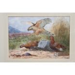 J. A. Grant Edwardian watercolour and gouache - a hen harrier attacking grouse in Highland...