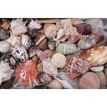 Large collection of 19th Century and later seashells and other collectors relics