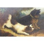 Edward Armfield (1817-1896) pair of oil so n canvas - Terriers after vermin, one signed, unframed,