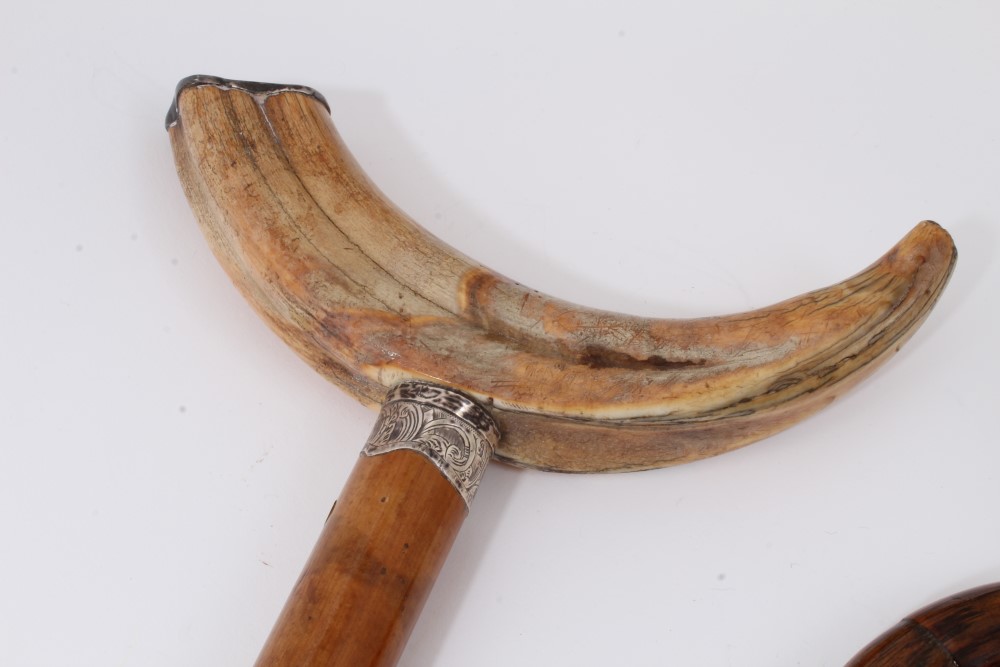 Victorian Malacca walking stick with silver collar and boar's tusk handle with silver end cap - Image 2 of 7