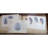 Walter Francis Moore: a folio of anatomical studies and other original works - including his BM