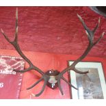 An early 20th Century pair of New Zealand stag antlers mounted on a shield shaped plaque inscribed