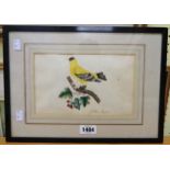 A pair of ebonised framed late 18th/early 19th Century watercolour bird studies, 'The Golden