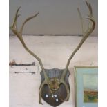 A set of antlers on a shield shaped wall plaque