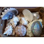 A collection of seashells