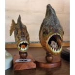 Two taxidermy piranhas mounted on wooden bases