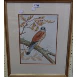 David Buckle: a framed watercolour study of a perching hawk - signed