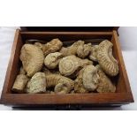 An oak drawer containing a collection of fossilized ammonites, etc.