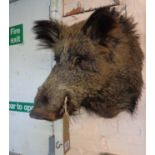 A stuffed and mounted wild boar's head