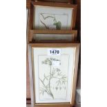 Seven gilt framed small botanical study prints, all with plate marks and various page numbers to top