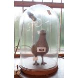 A bell glass dome light with pigeon figure inside