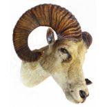 A taxidermy trophy stuffed and mounted Bighorn ram's head with label for Rowland Ward, "The