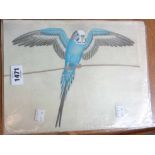 A folder containing seven unframed watercolours, depicting budgies, parrots, etc.