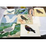 A folder containing eight unframed watercolour studies of birds including budgerigar, starling,