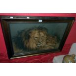 A gilt framed early 20th Century coloured print depicting a lion and lioness